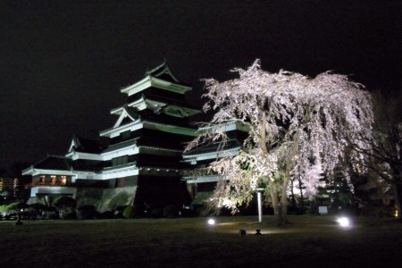 松本城夜桜